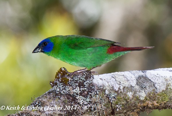 Blue-faced Parrotfinch - ML32290901