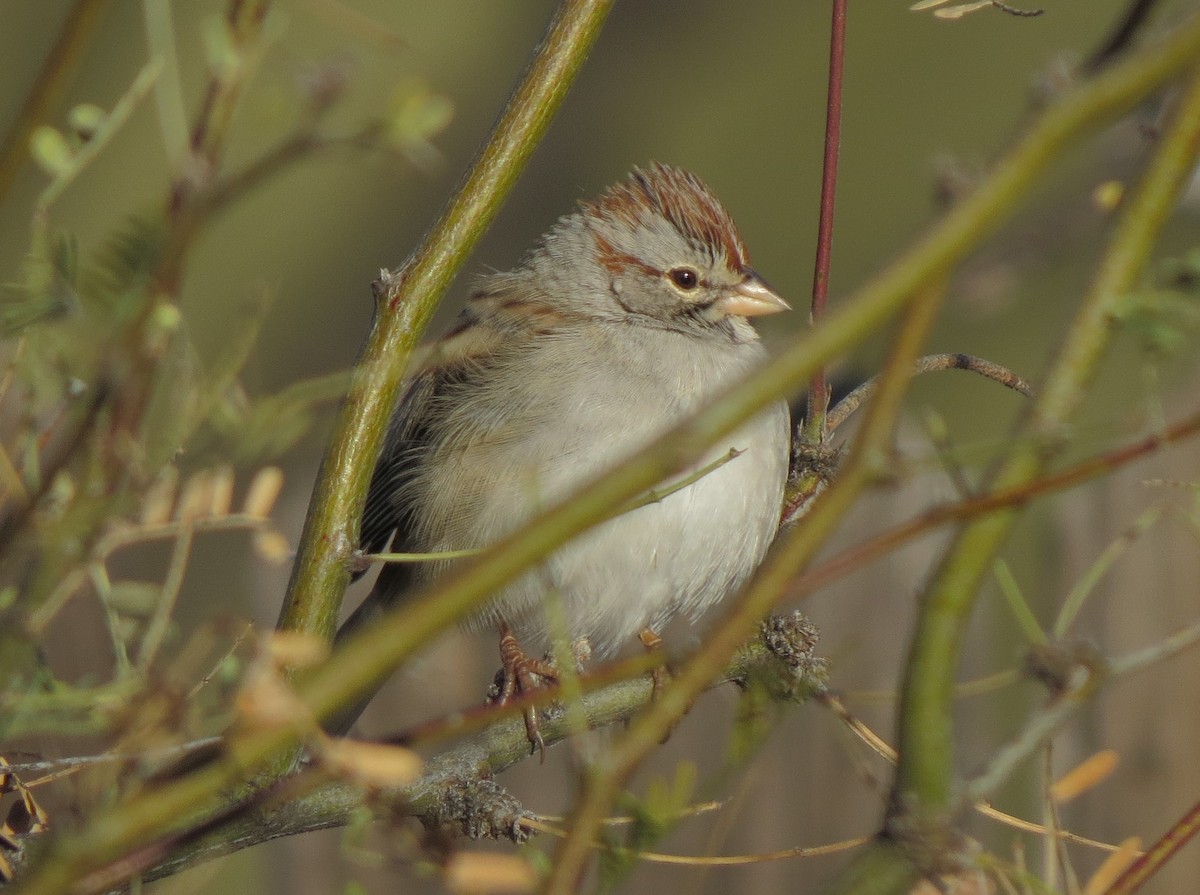 Rufous-winged Sparrow - ML32290941