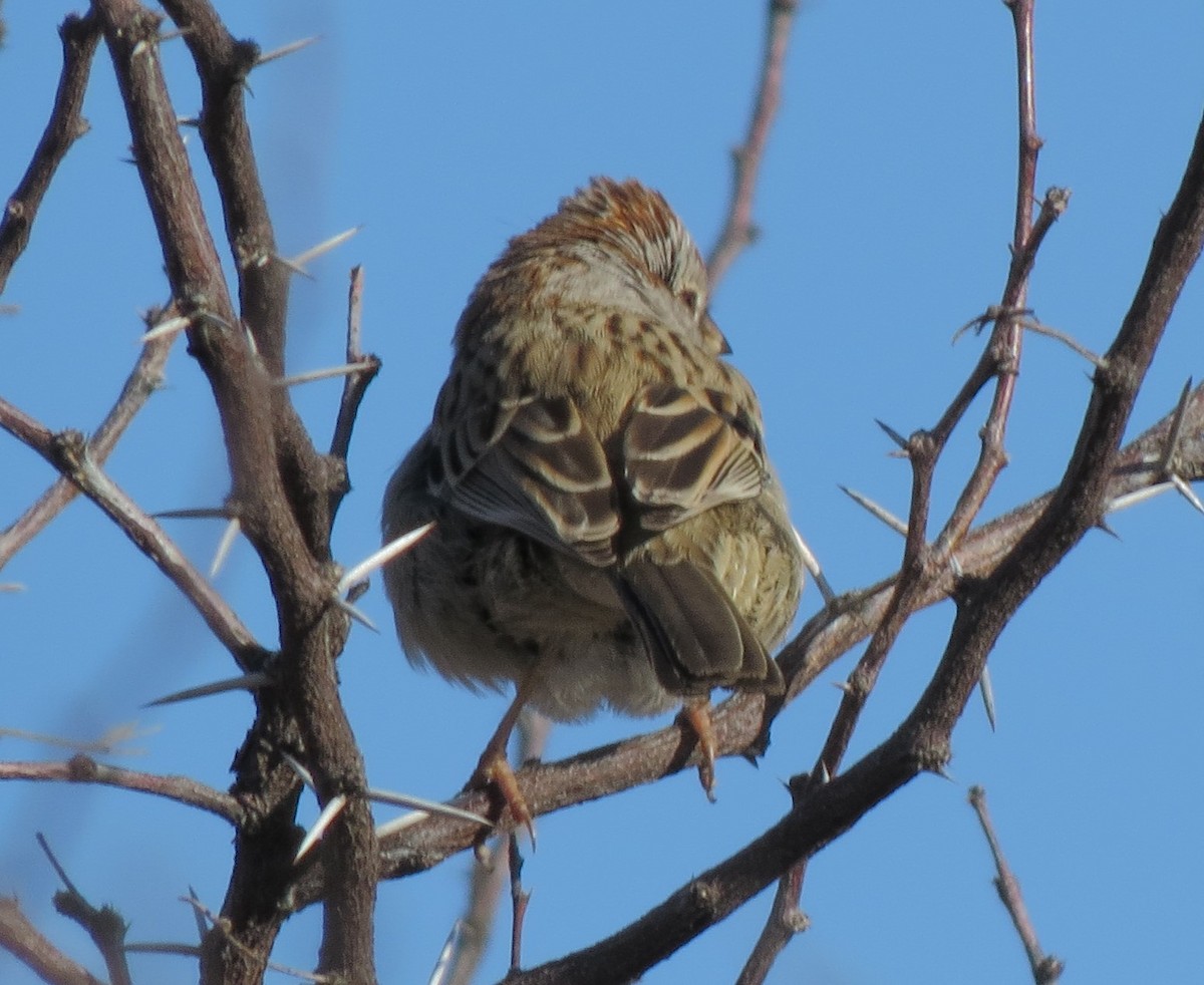 Rufous-winged Sparrow - ML32291031
