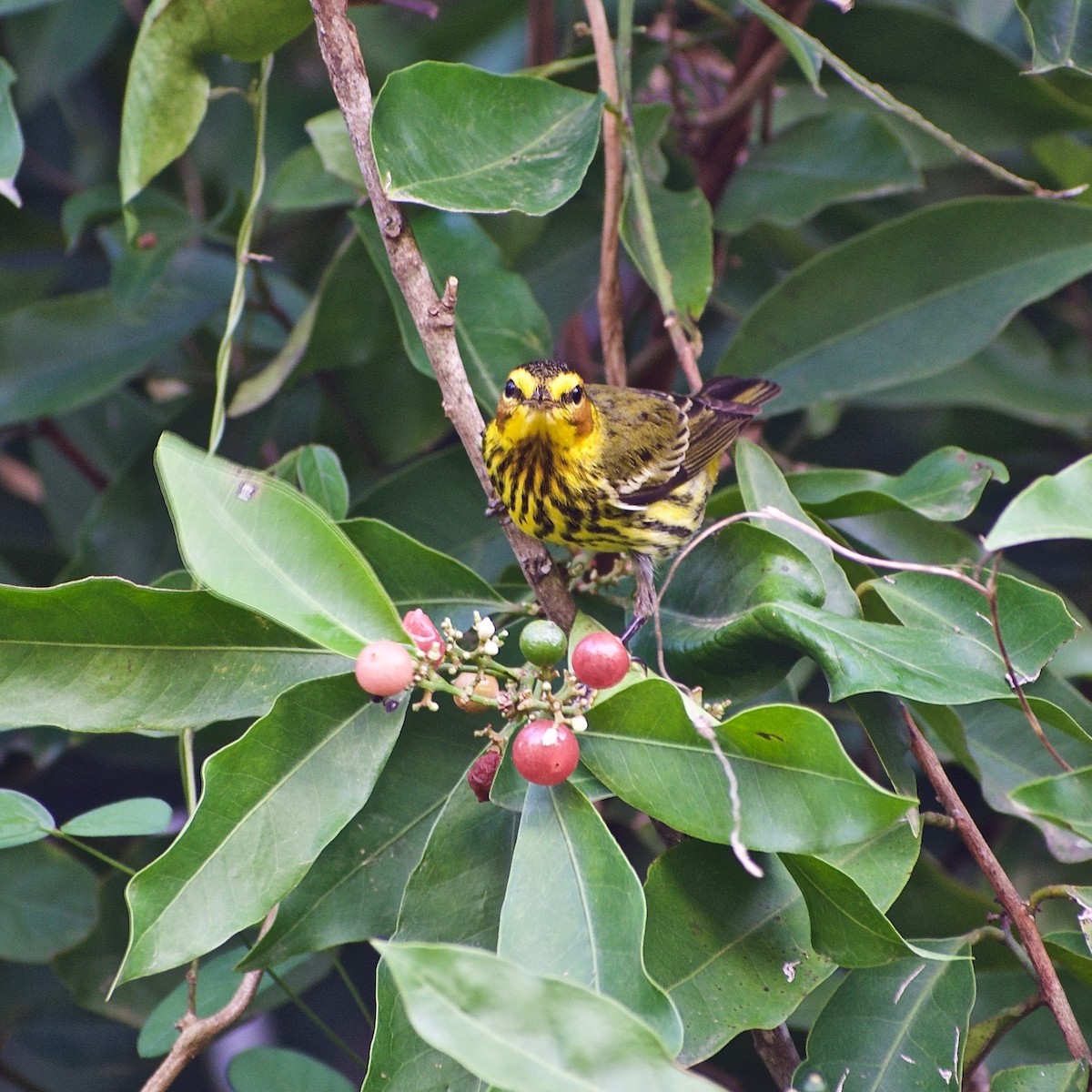 Cape May Warbler - ML322911771