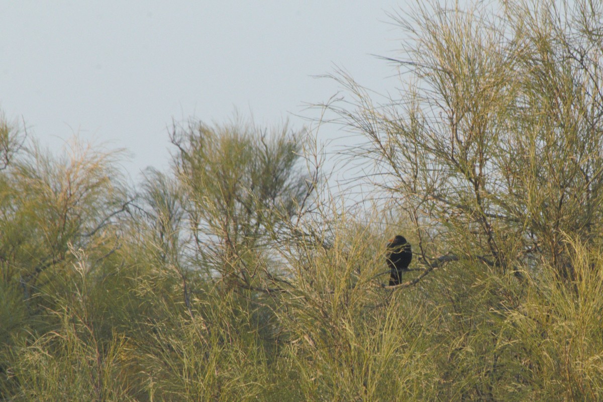 Eurasian Blackbird - ML32291521