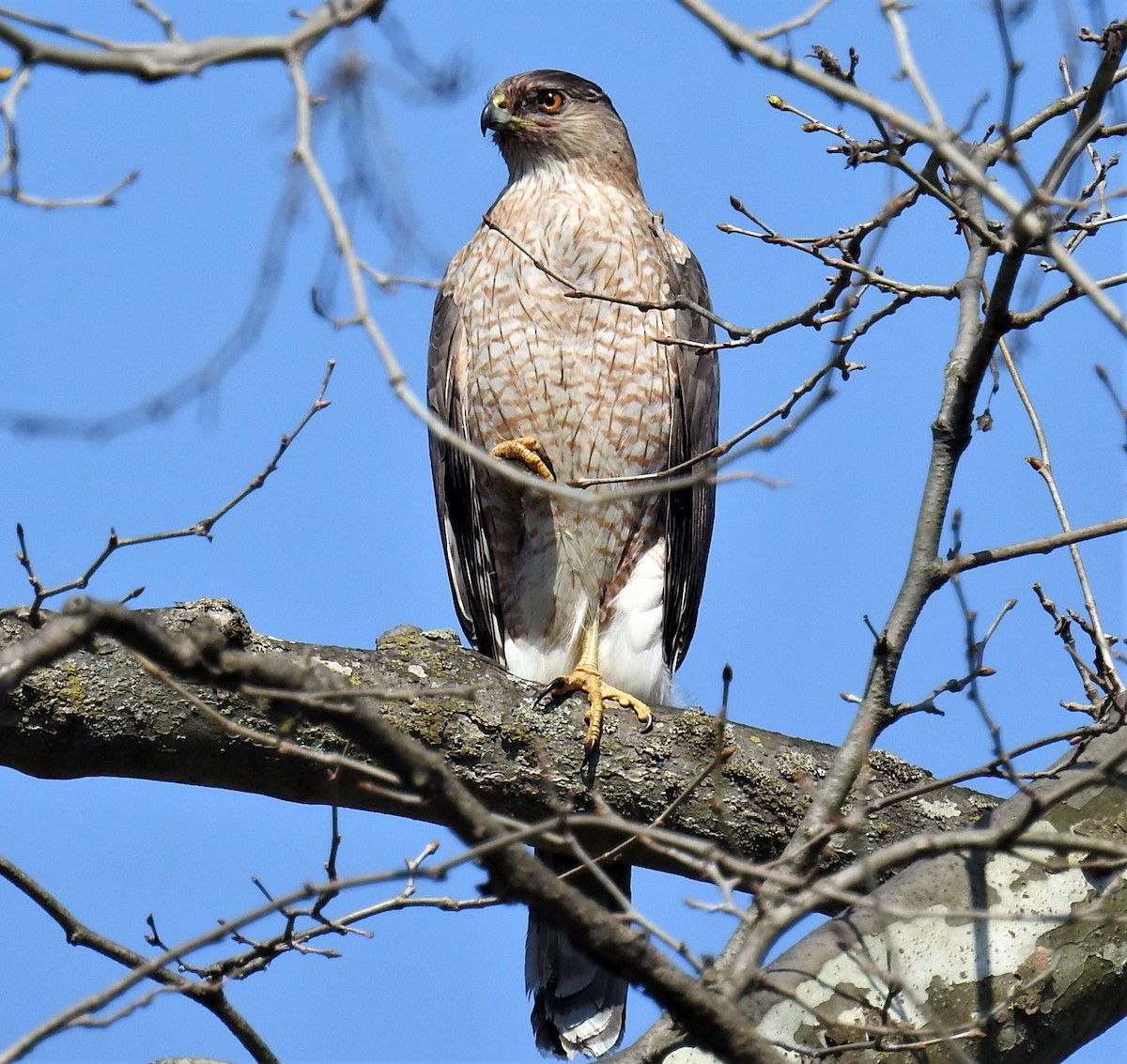 eBird Checklist - 4 Apr 2021 - Wy-Hit-Tuk Park - 16 species (+1 other taxa)