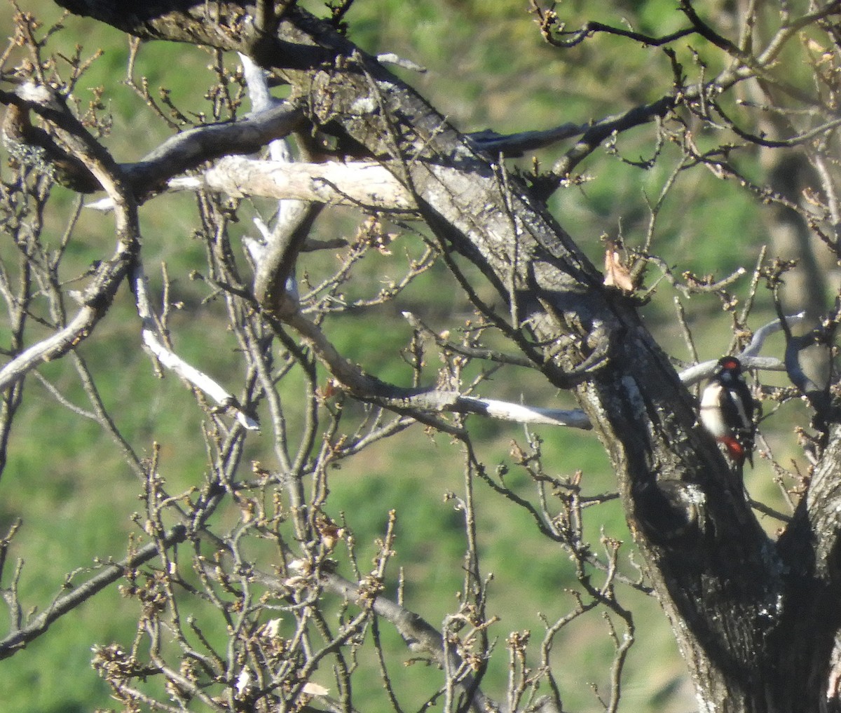Great Spotted Woodpecker - ML322917401