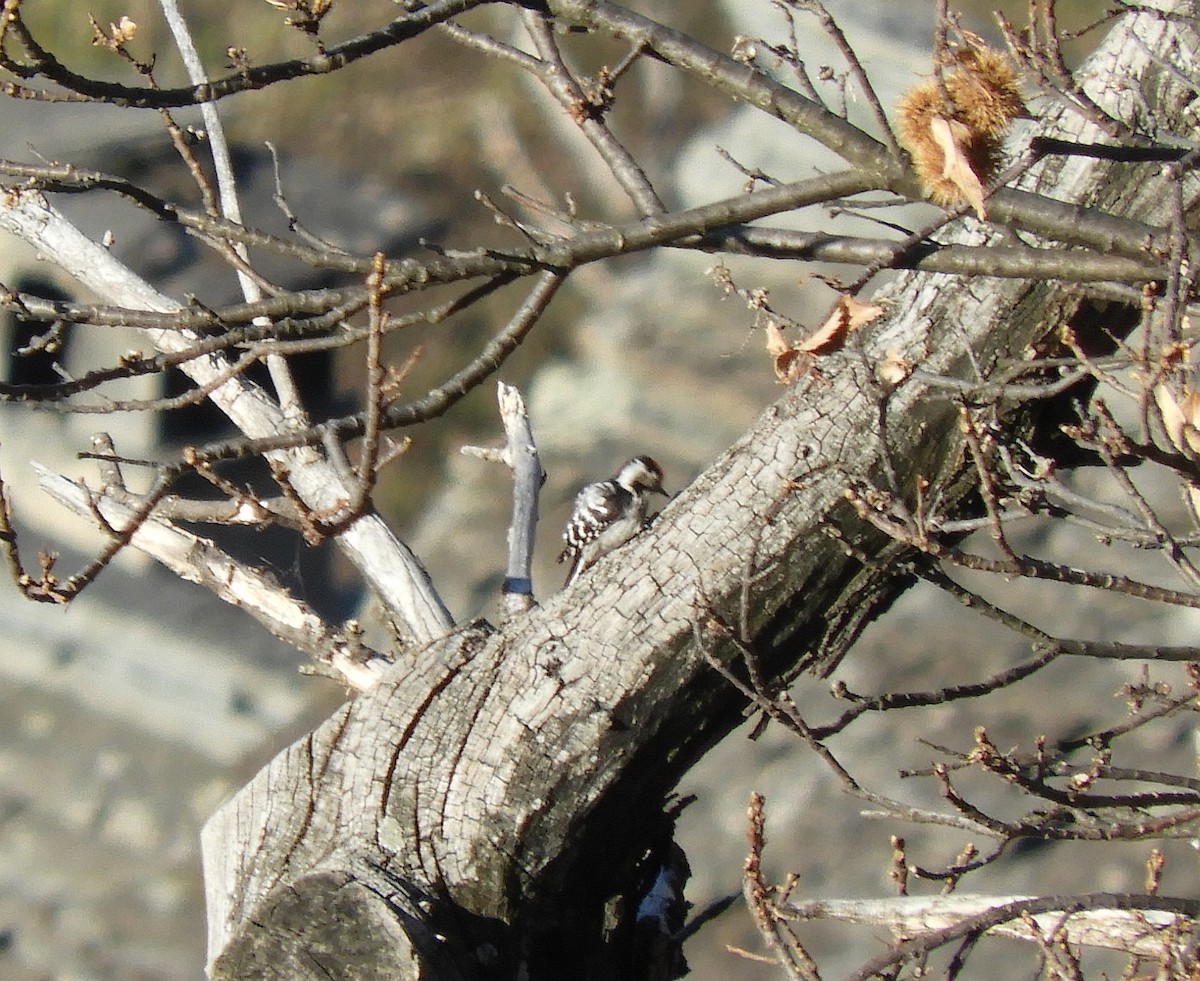 Lesser Spotted Woodpecker - ML322917521