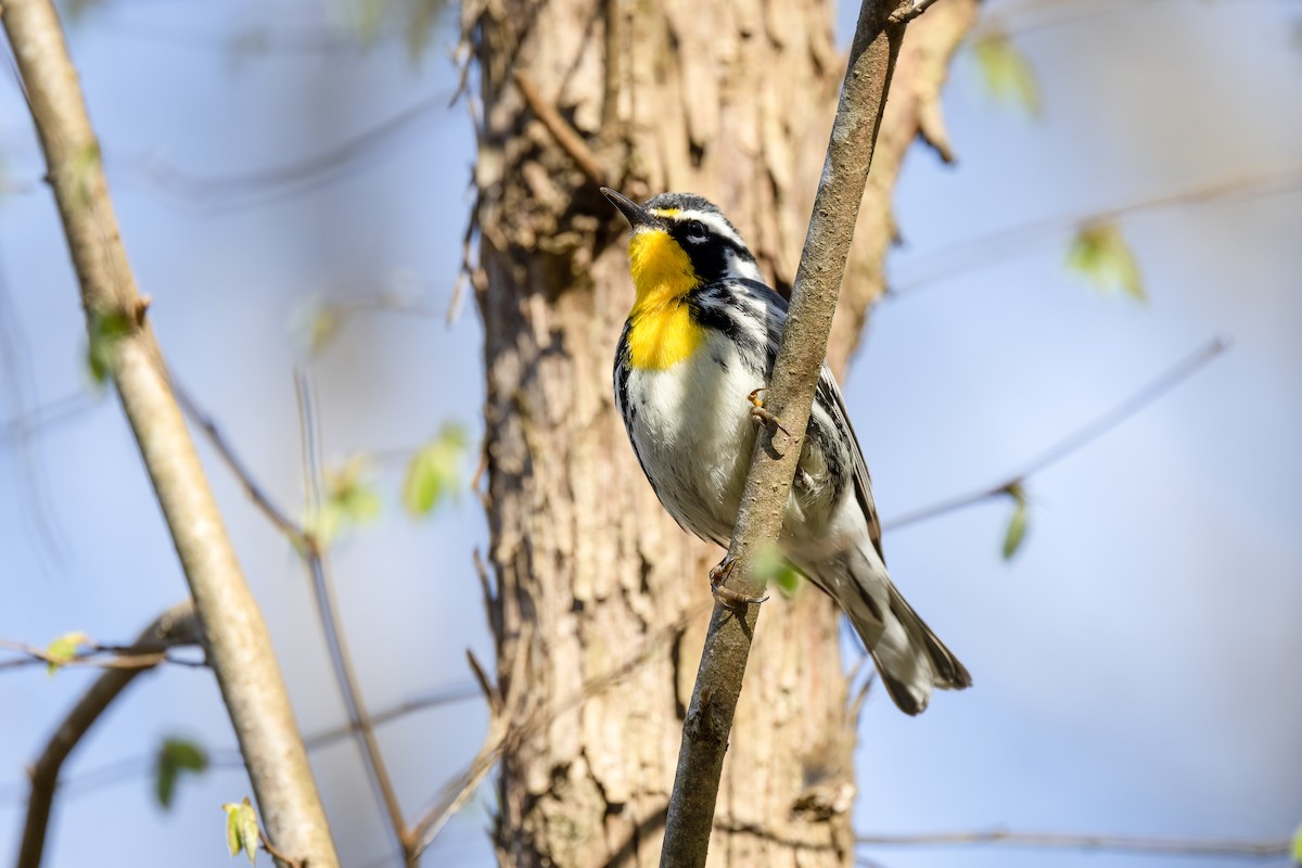 Yellow-throated Warbler - Michael Fogleman