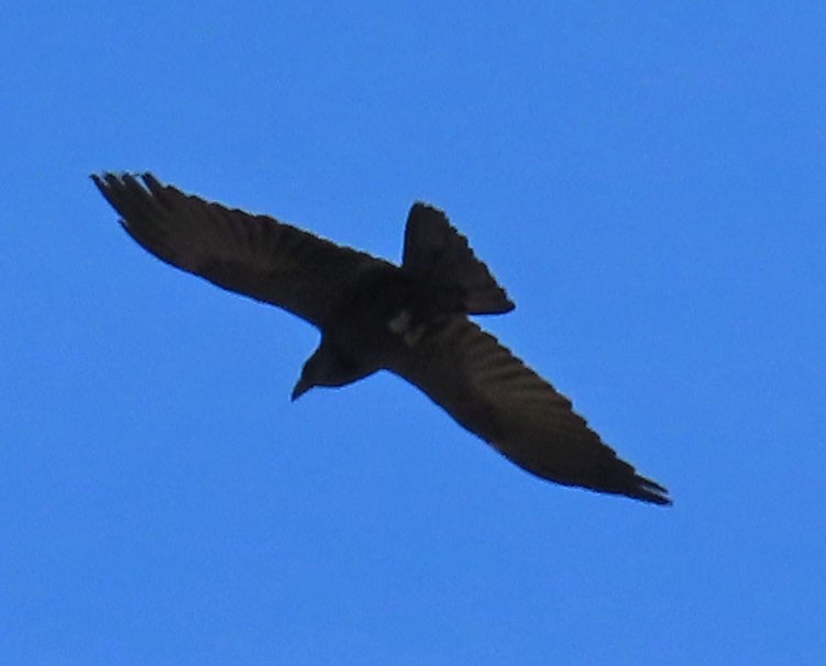 Common Raven - ML322920381