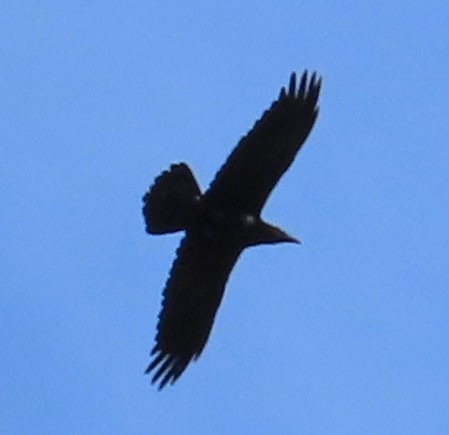 Common Raven - ML322920421