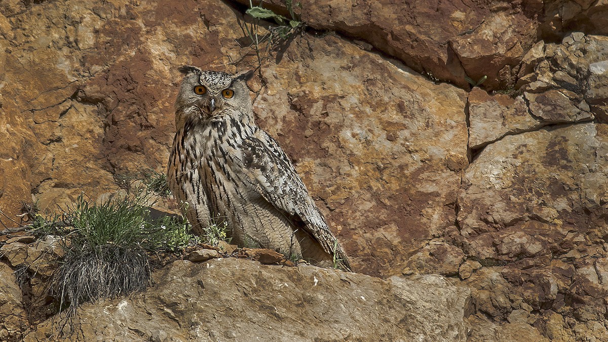 Eurasian Eagle-Owl - ML322921341