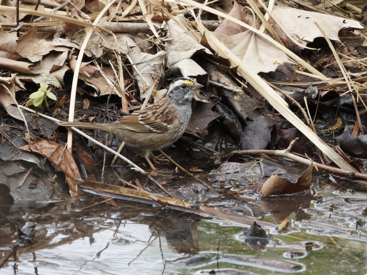 White-throated Sparrow - Dina Perry