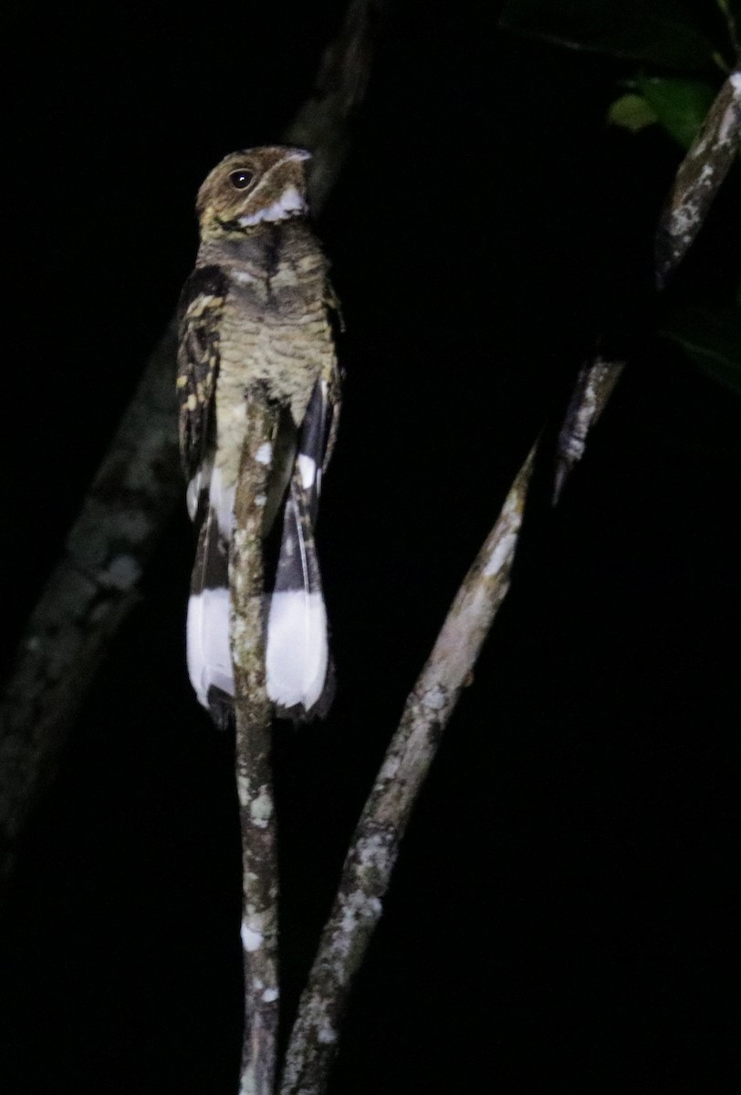 Large-tailed Nightjar - Siti Sutedjo