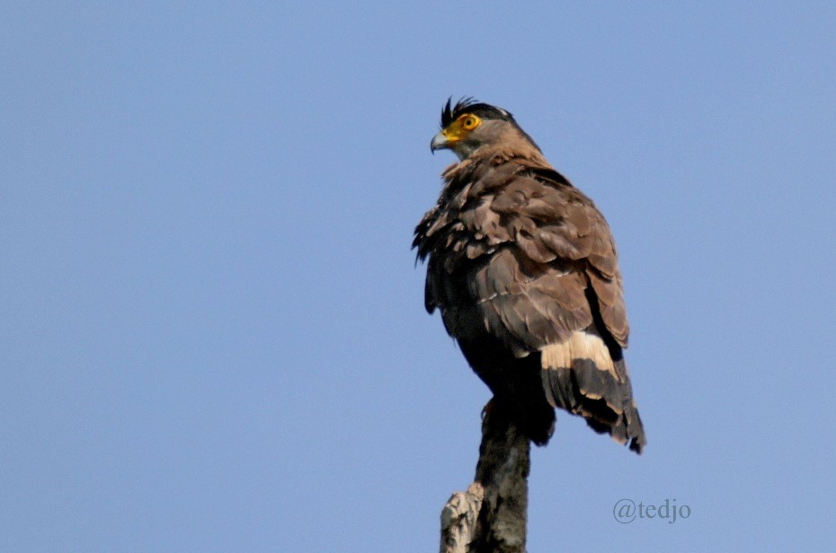 Crested Serpent-Eagle - ML32292691