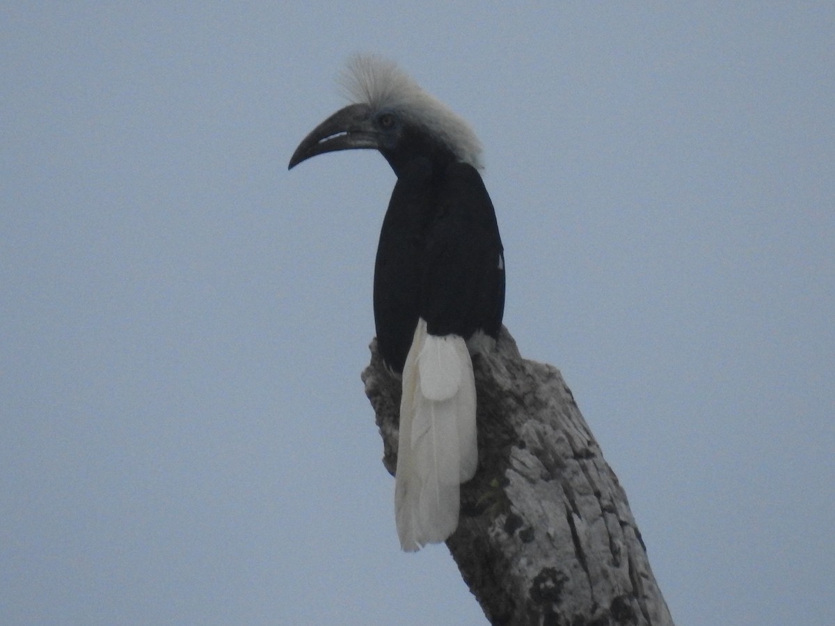 White-crowned Hornbill - Tony Crilley