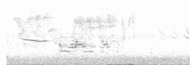 eremittskogtrost (guttatus gr.) - ML322930411