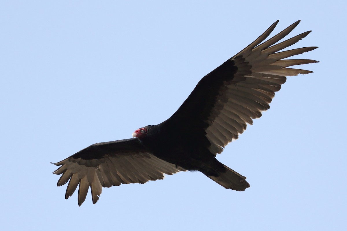 Turkey Vulture - Patrick OHoro