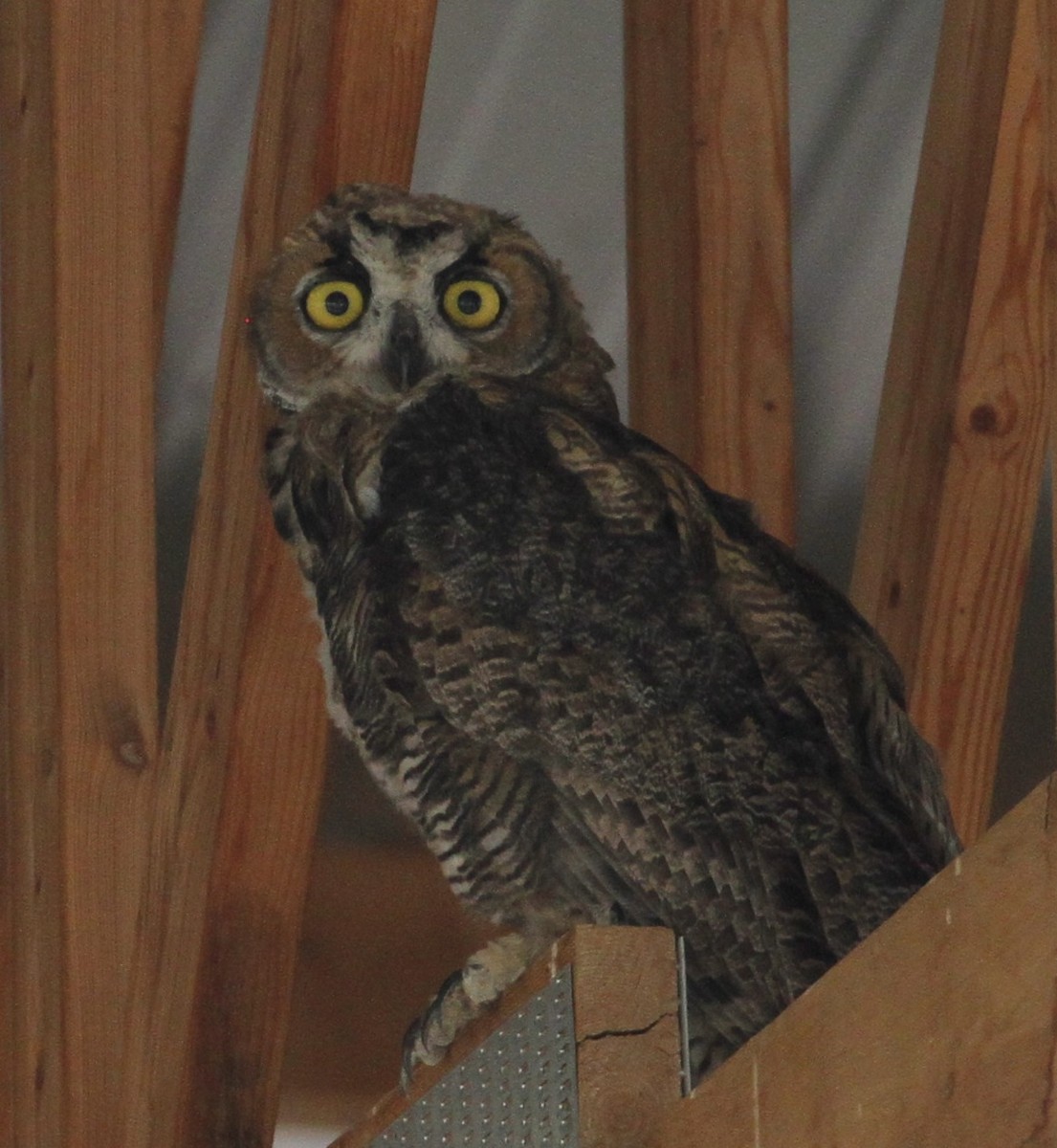 Great Horned Owl - ML32294081