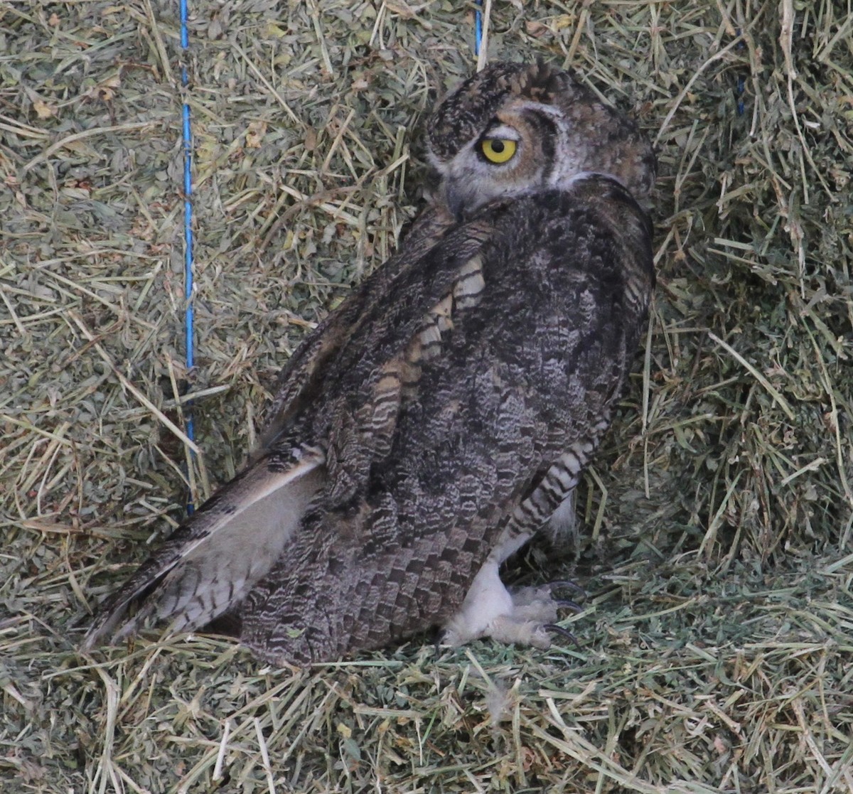 Great Horned Owl - Don Coons