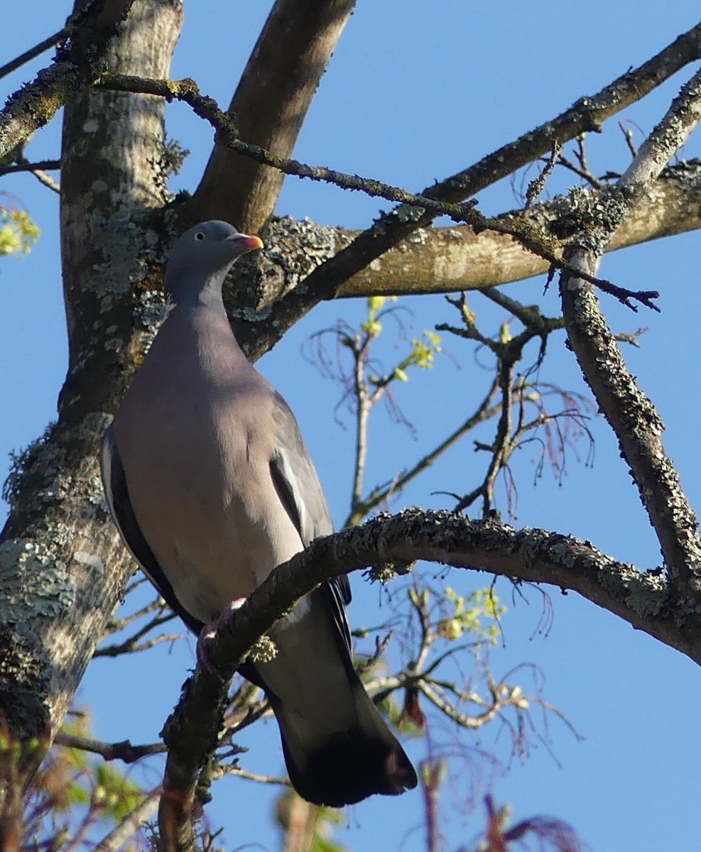 Common Wood-Pigeon - ML322942301