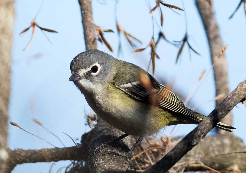 ML322946411 - Blue-headed Vireo - Macaulay Library