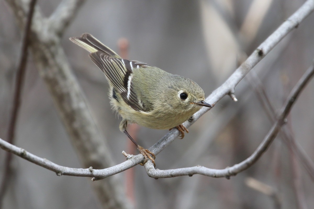 Ruby-crowned Kinglet - Diane St-Jacques