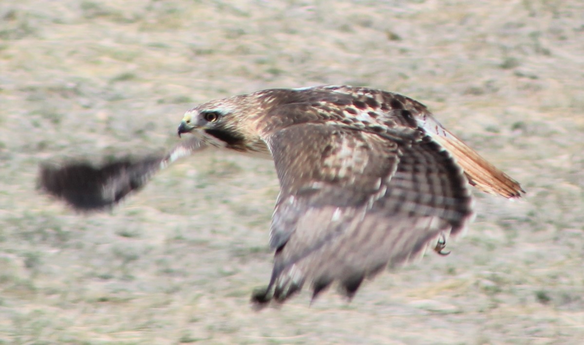 Red-tailed Hawk - ML322955431