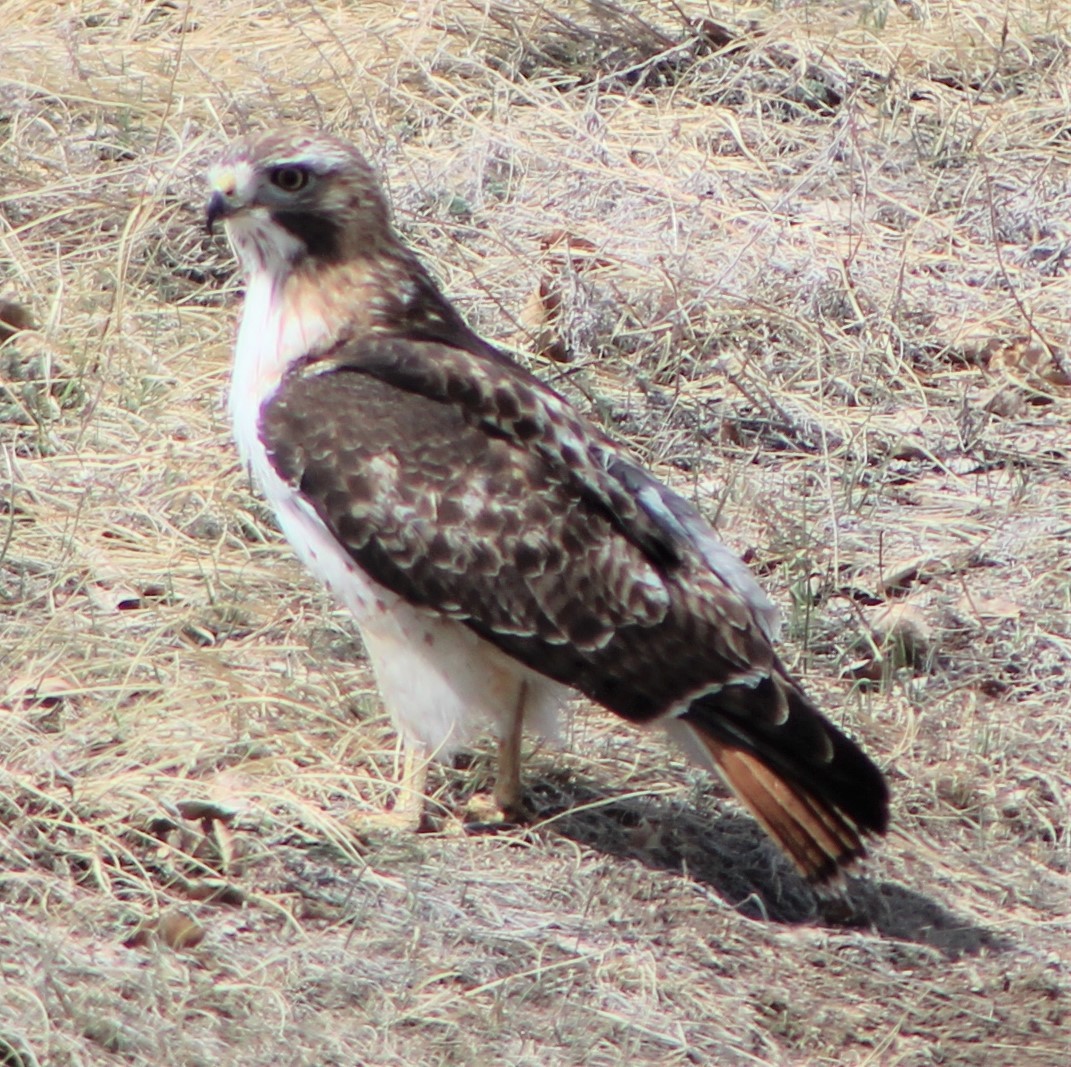 Red-tailed Hawk - ML322955461