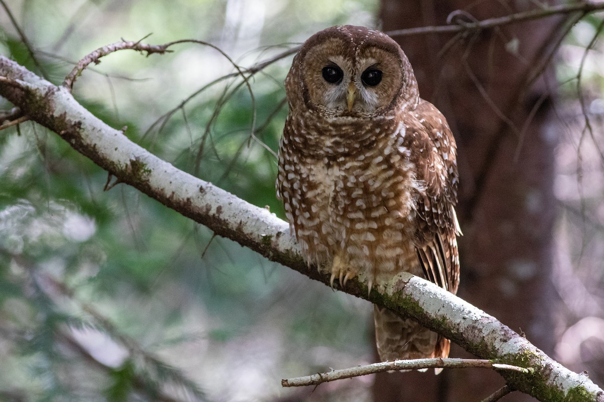Spotted Owl - ML322964561