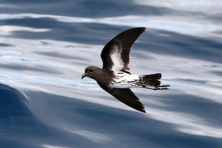  - New Caledonian Storm-Petrel