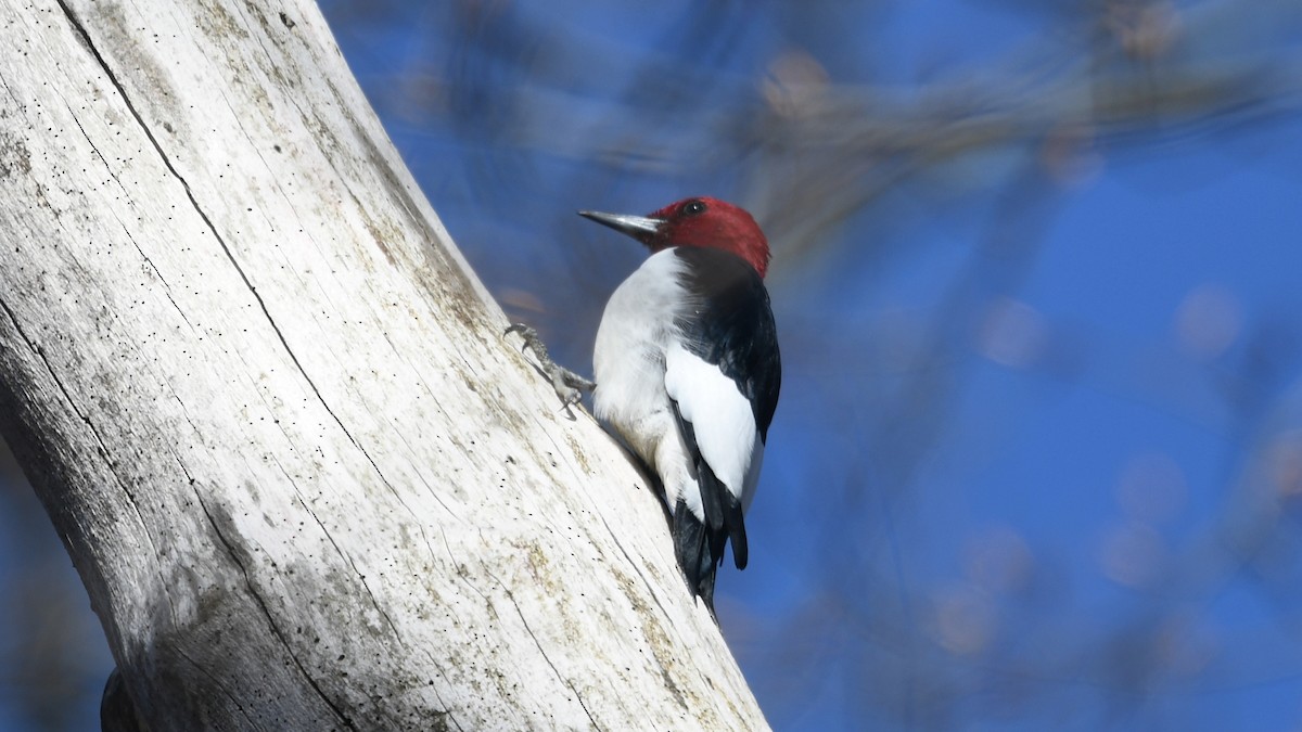 Red-headed Woodpecker - ML322972131
