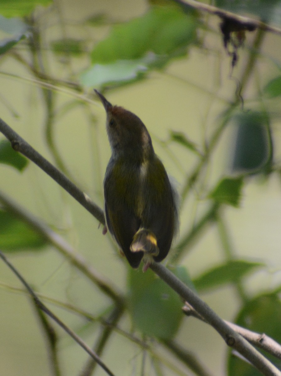 Common Tailorbird - Ari Noviyono