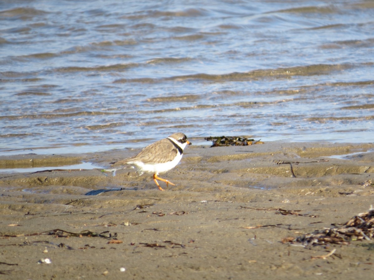 Semipalmated Plover - ML32297491