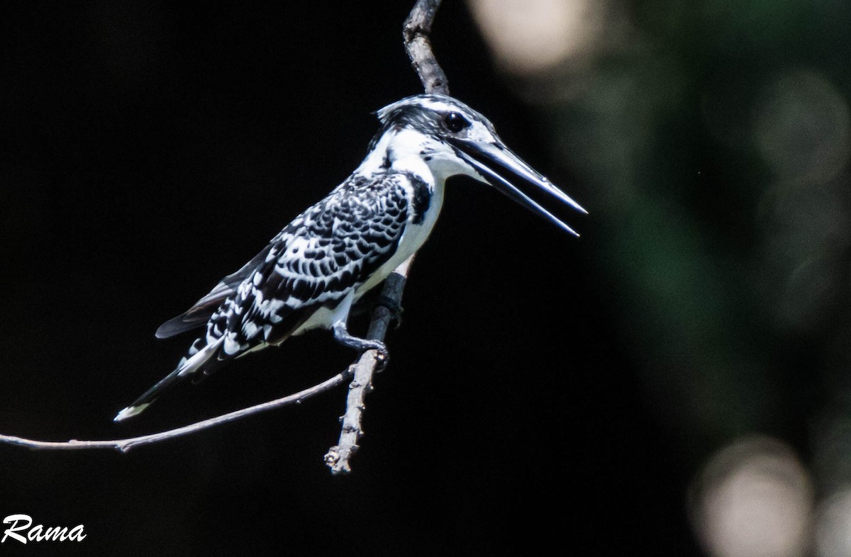 Pied Kingfisher - Rama Neelamegam