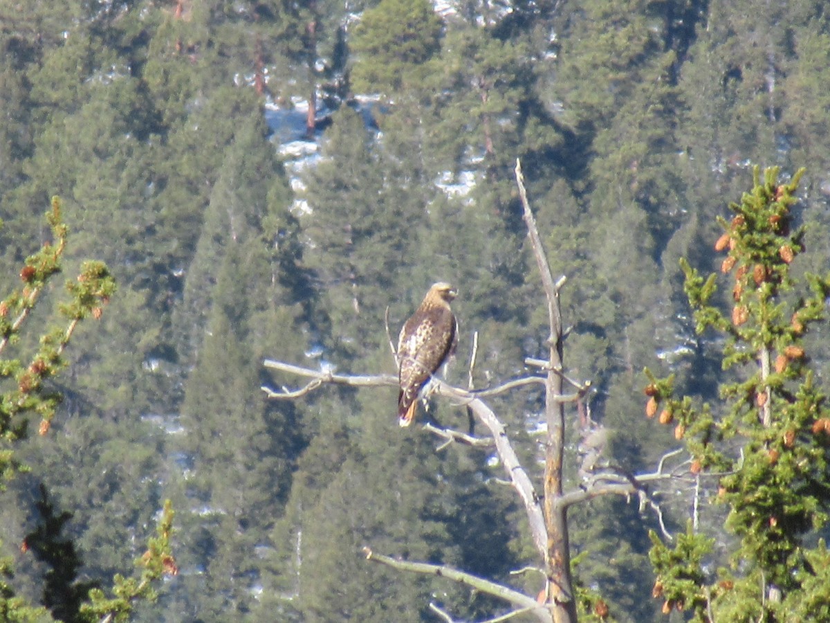 Red-tailed Hawk - ML322984081