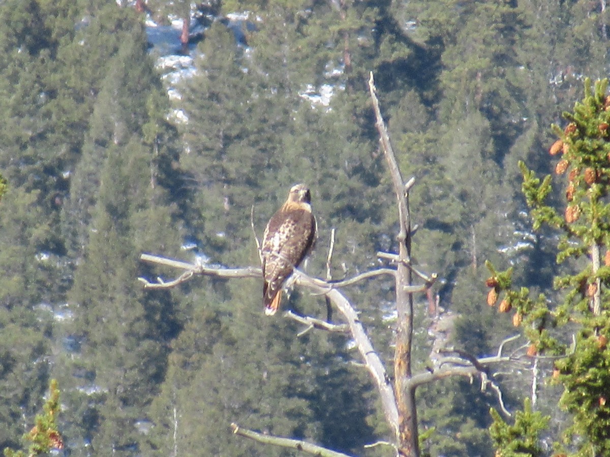 Red-tailed Hawk - ML322984501