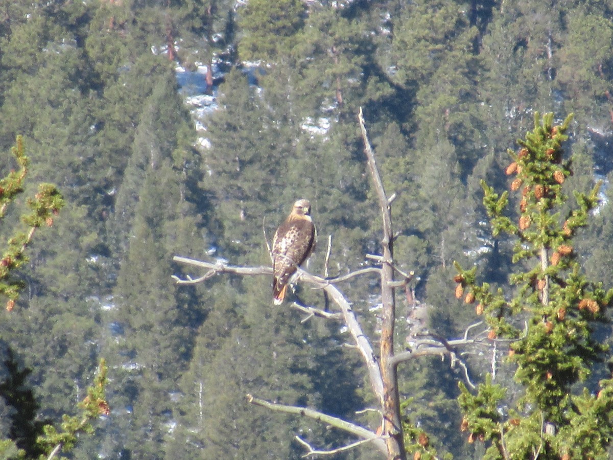 Red-tailed Hawk - ML322984511