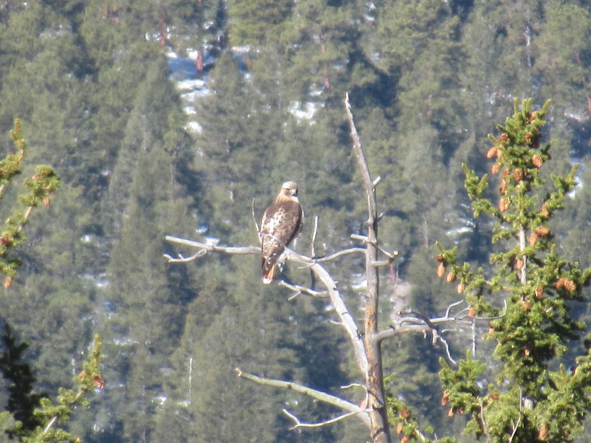 Red-tailed Hawk - ML322984541