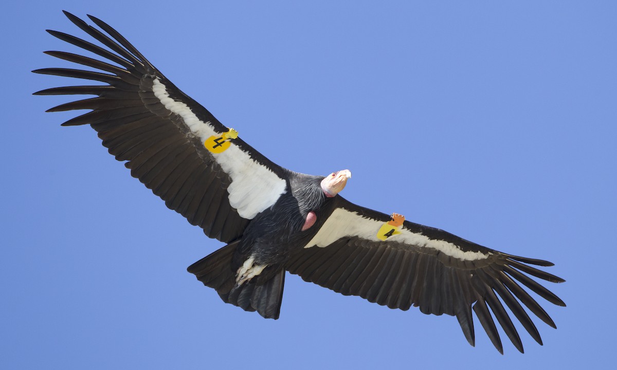Condor de Californie - ML32298541