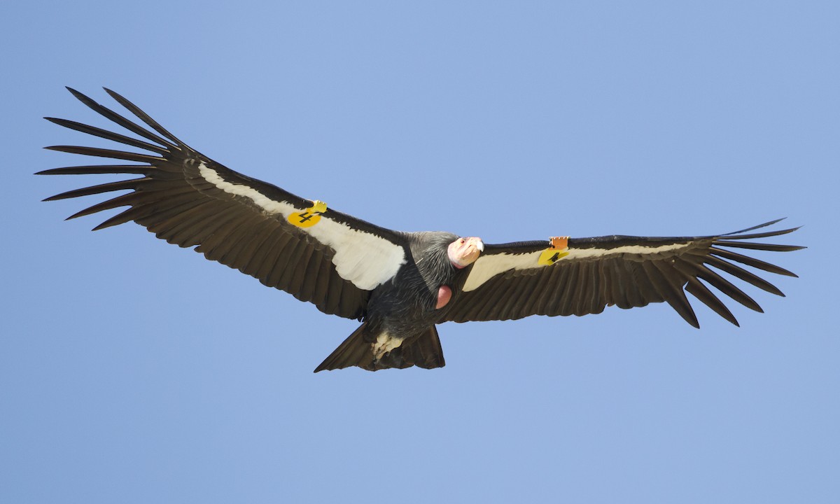 Condor de Californie - ML32298591