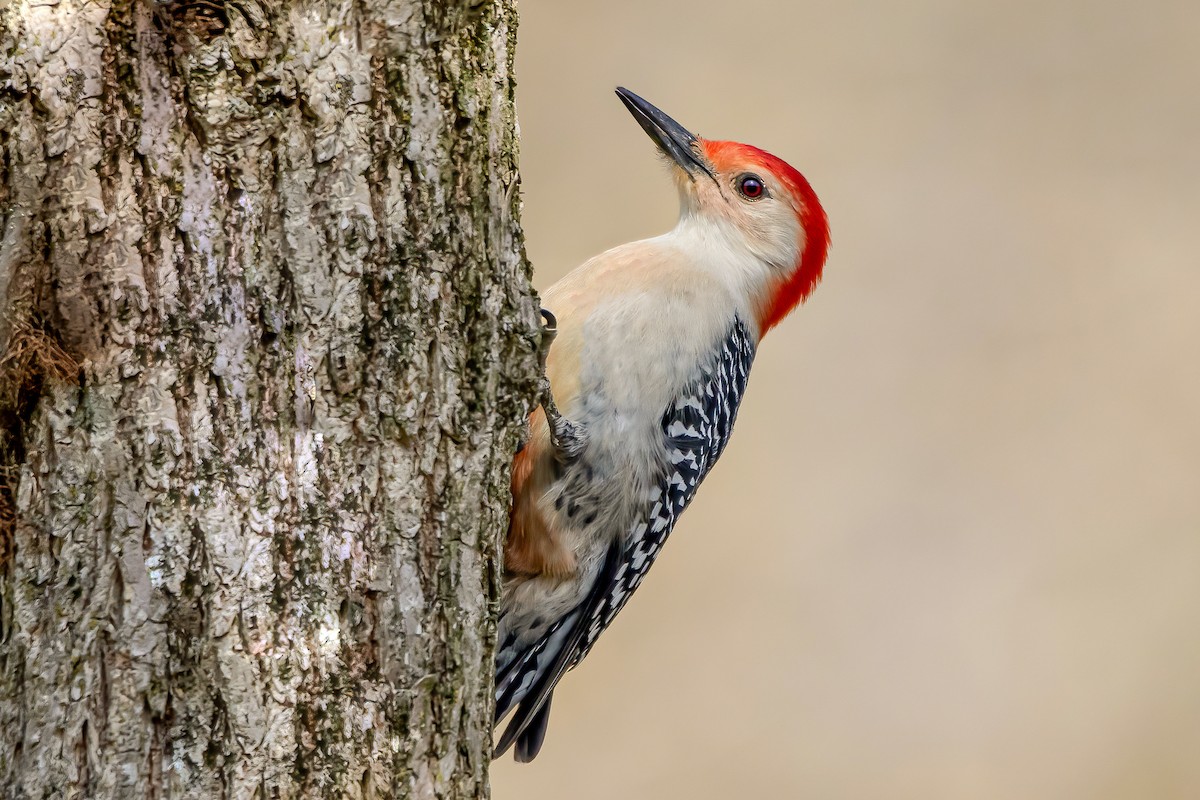 Red-bellied Woodpecker - ML322986751