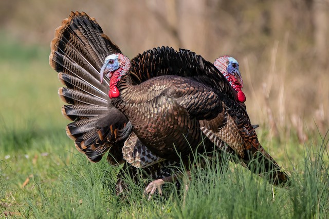 Dindon Sauvage Ebird