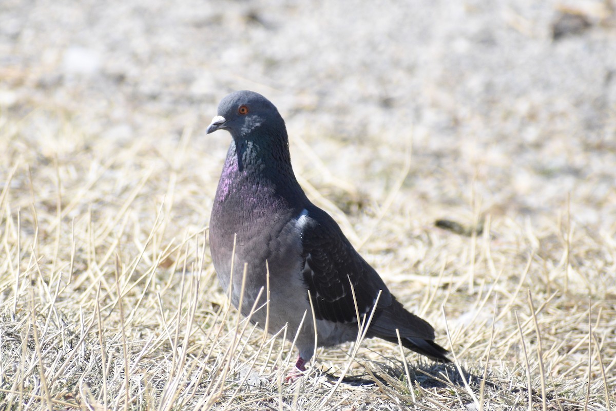 Rock Pigeon (Feral Pigeon) - Eli Anderson