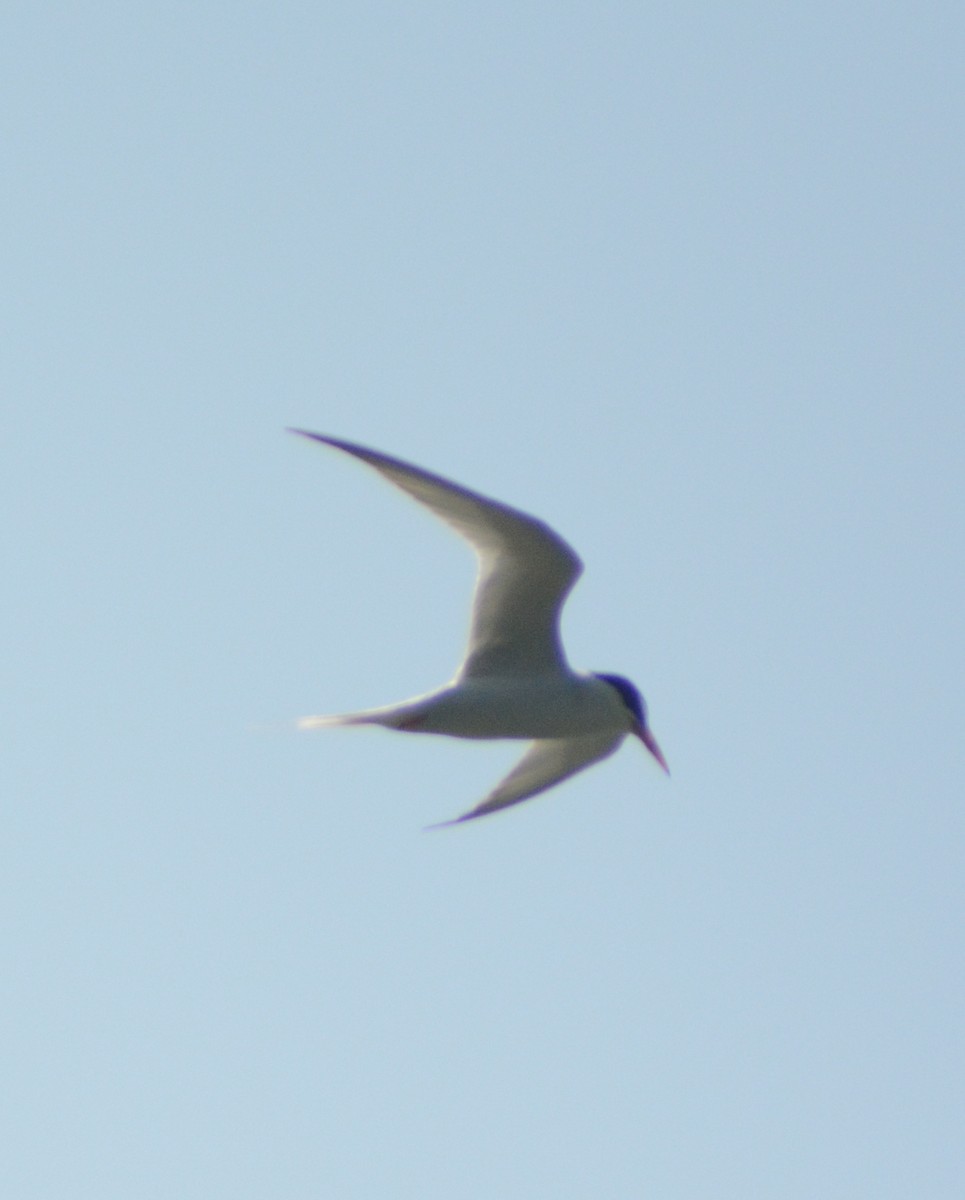 Little Tern - Ari Noviyono