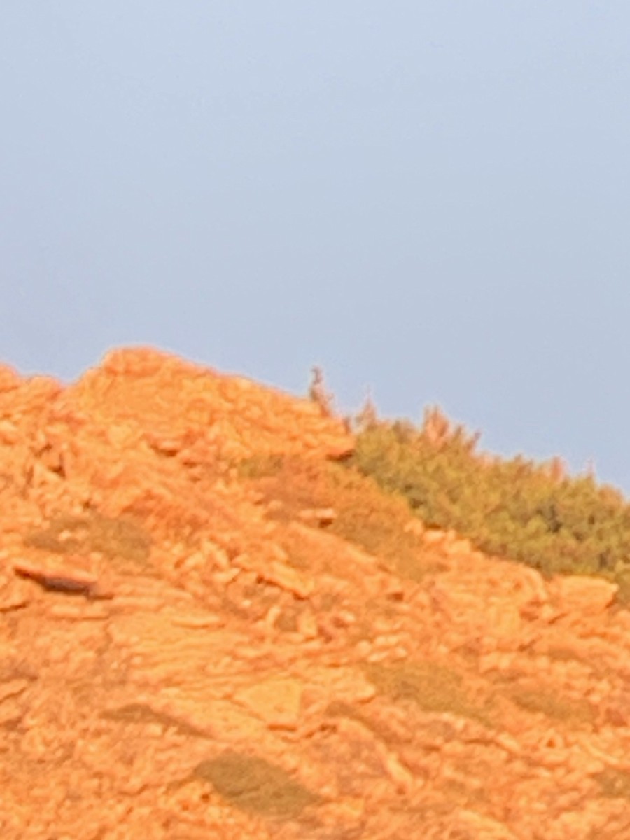 Ebird Checklist Aug Lamoille Canyon Species Other Taxa