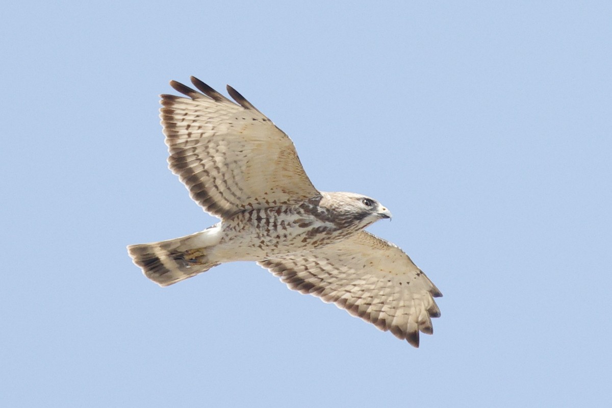 Broad-winged Hawk - Pat Draisey