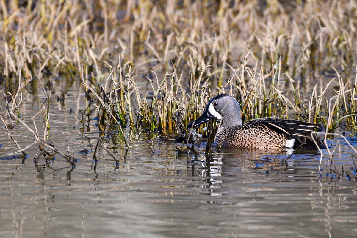 Blue-winged Teal - ML323002701