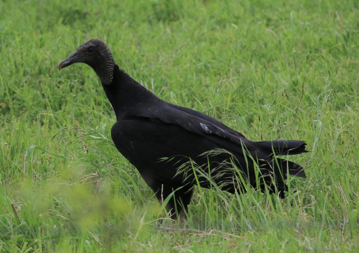 Black Vulture - Susan Andres