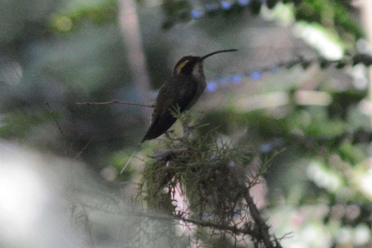 Scale-throated Hermit - ML323007041