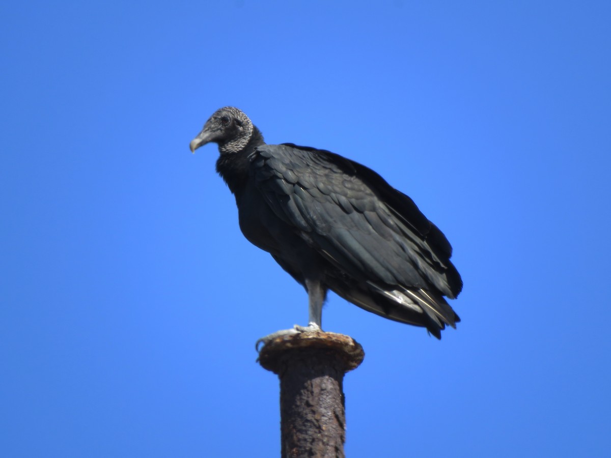Black Vulture - Ignacio Escobar Gutiérrez