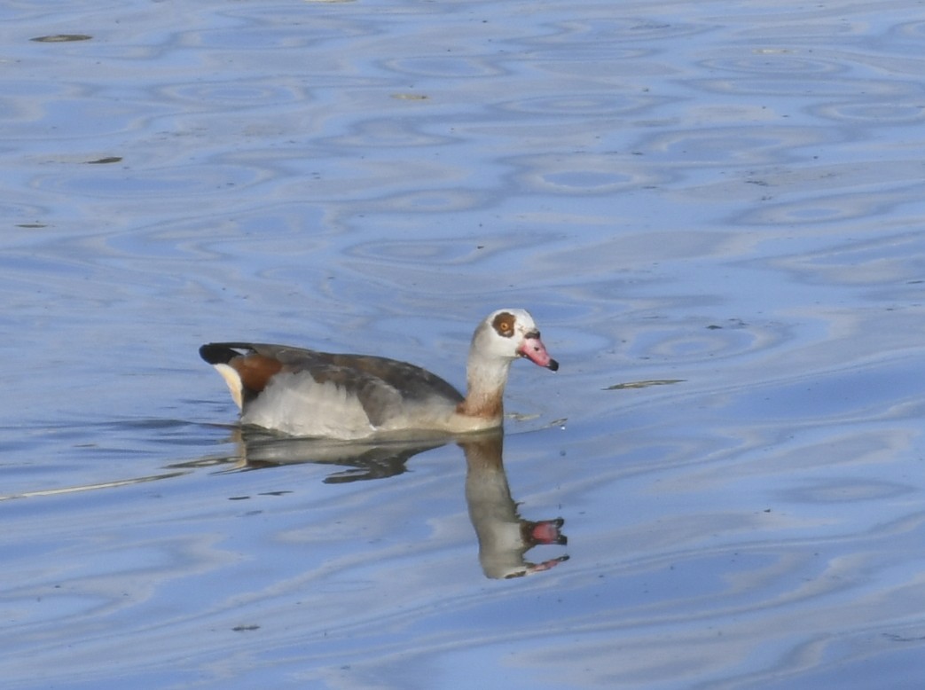 Egyptian Goose - Olaf Hömke