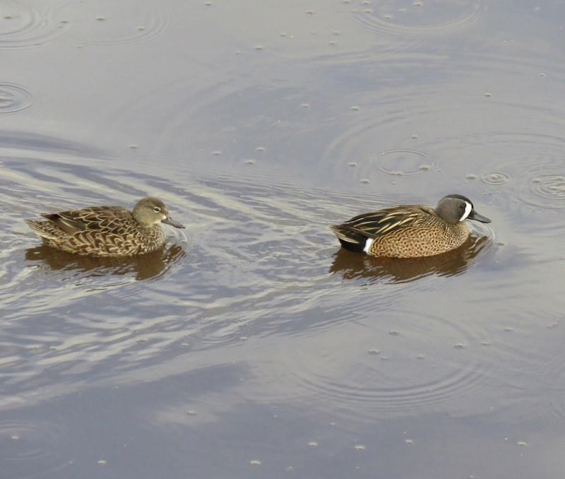 Blue-winged Teal - ML323020071