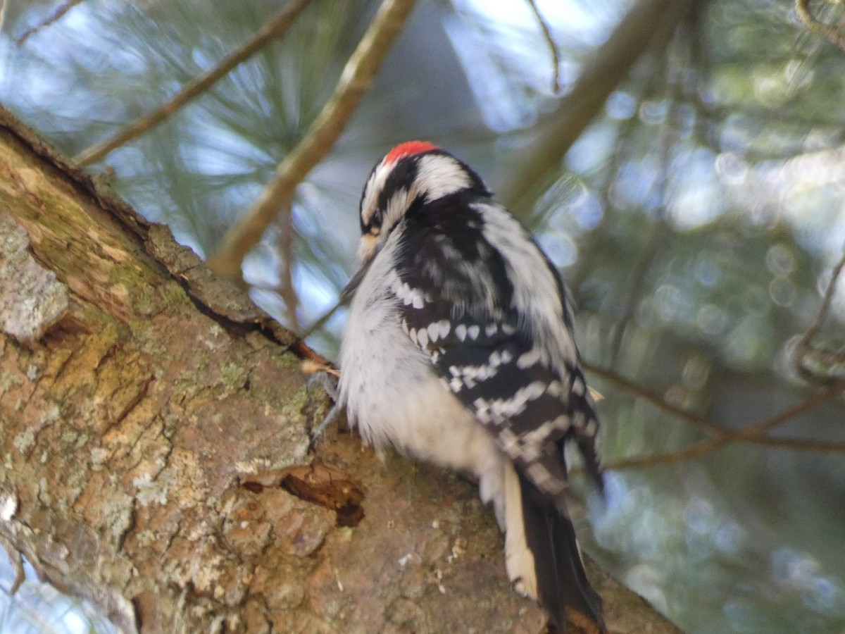 Downy Woodpecker - Brian Cadigan